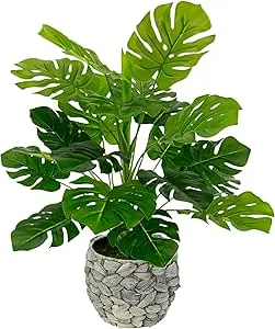 Amazon.de: Flair Flower Künstliche Splitphilo-Pflanze mit Übertopf Monstera Deko Kunst-Pflanze Seidenblumen Seidenpflanzen Real Touch grün groß Grünpflanze Büropflanze, 044472GN, 46x35x35 cm