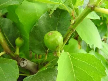 Feigenbaum Madeleine des deux Saisons