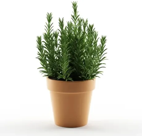 Planta "Romero" en maceta