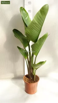 MyPalmShop.de - Strelitzia Nicolai (Baum-Strelitzie)